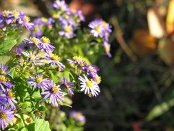 bush with small blue flowers