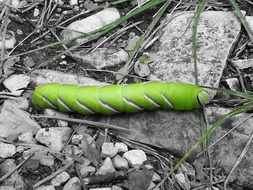 green caterpillar in black and white background