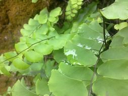 young bush leaves