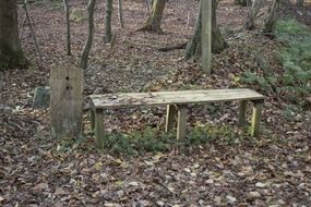 old wooden bench in forest at fall