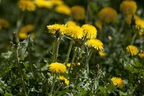 buttercup spring flowers