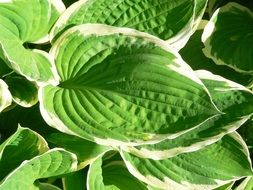 white green plant leaves in the sun close-up