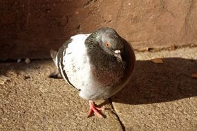 captivating bird pigeon