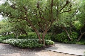 garden green tree spring season