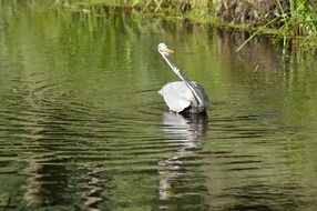 heron bird fishing