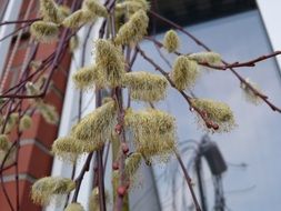 inflorescence of yellow willow