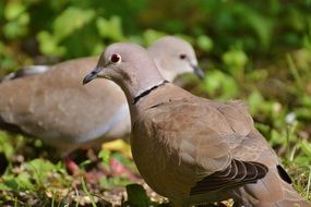 collared pigeons couple