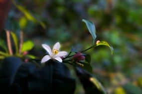 flower blossoming in May