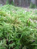 green soft moss in the forest