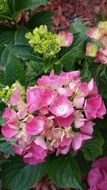 pink hydrangeas in the garden