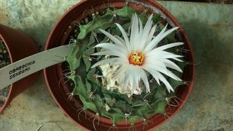 obregonia denegrii cactus
