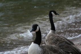 Canada Goose near water