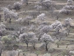 unusual silver trees in the garden