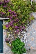 Beautiful bush with green leaves and purple flowers near the colorful wall