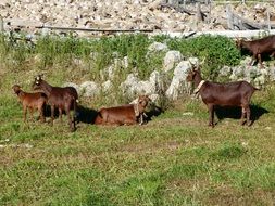 Goats on a meadow
