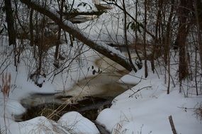 snowy forest frozen stream