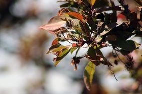 tree branch in spring