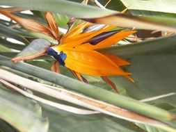 tropical bird of paradise flower