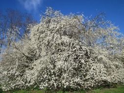 flowering tree in countryside of Germany