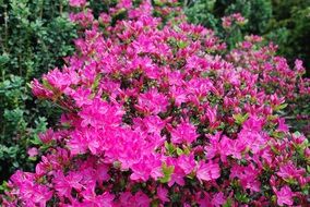 large bush with bright pink blooms