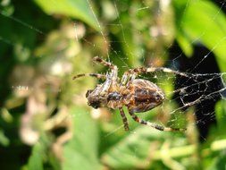 spider on cobweb close-up