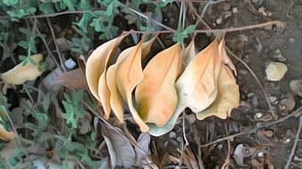 wonderful nature plant
