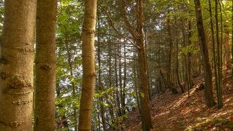 dense trees in the forest
