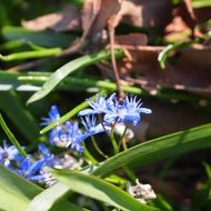blue flower petals close-up