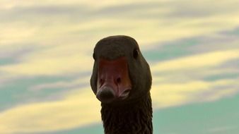duck animal