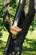 bird&#039;s nest on a tree