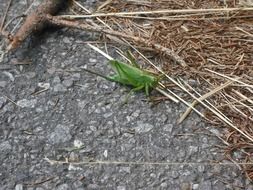 grasshopper forest needles macro