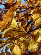 Golden beech leaves on a sunny day