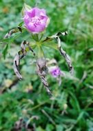 macro photo of pink damaged flower