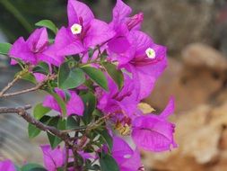 purple flower blossoming in May