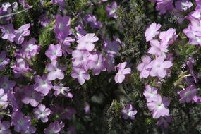 Purple blossoms in the wildlife close-up