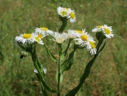 bush daisy on a background of green blurred background