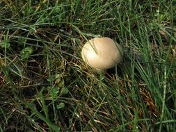 yellow mushroom in green grass