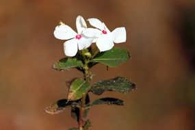 white flower macro shot