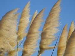 yellow reed against the blue sky