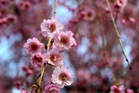 pink cherry blossom closeup