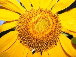 giant yellow sunflower macro
