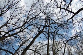Forest against the cloudy sky