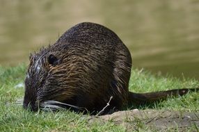 wet water rat