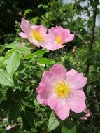 beautiful gentle rosa canina