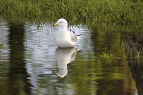 seagull on the water in the wild