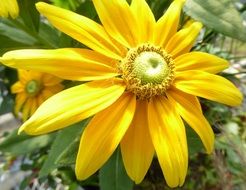 yellow flower of a sunflower with thin petals