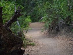 road among green trees