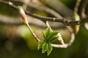 Young leaves on the tree in spring