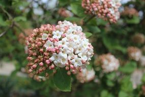 viburnum burkwoodii flowers