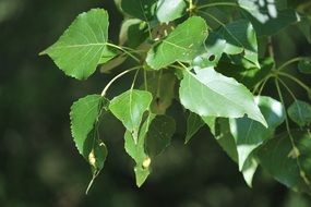 green foliage in the bright sun